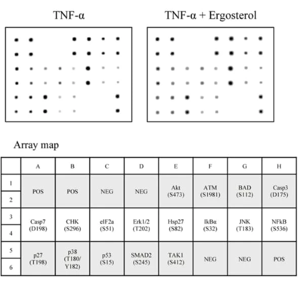 RayBiotech's Mouse Apoptosis Signaling Pathway Array was used to screen apoptosis-related protein changes in TNF-α-treated hippocampal neurons following ergosterol treatment. Figure adapted from Sillapachaiyaporn et al., Biomedicine & Pharmacotherapy, 202