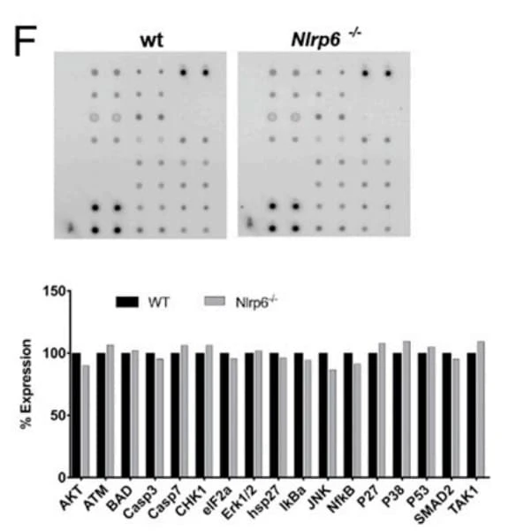 RayBiotech's Mouse Apoptosis Signaling Pathway Array was used to analyze apoptosis-related protein signaling in NLRP6-deficient CD4+ T cells. Figure adapted from Radulovic et al., The Journal of Immunology, 2019.
