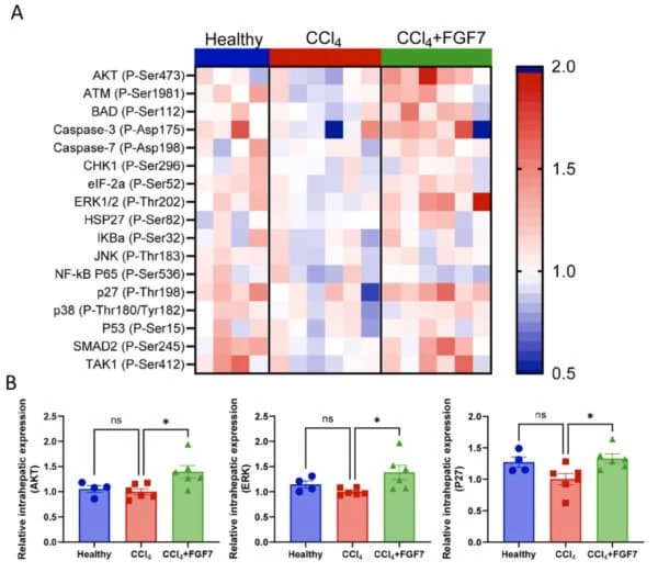 RayBiotech's Mouse Apoptosis Signaling Pathway Array was used to analyze apoptosis-related protein signaling in a mouse model of acute liver injury treated with fibroblast growth factor 7. Figure adapted from Geervliet et al., Biomedicine & Pharmacotherap