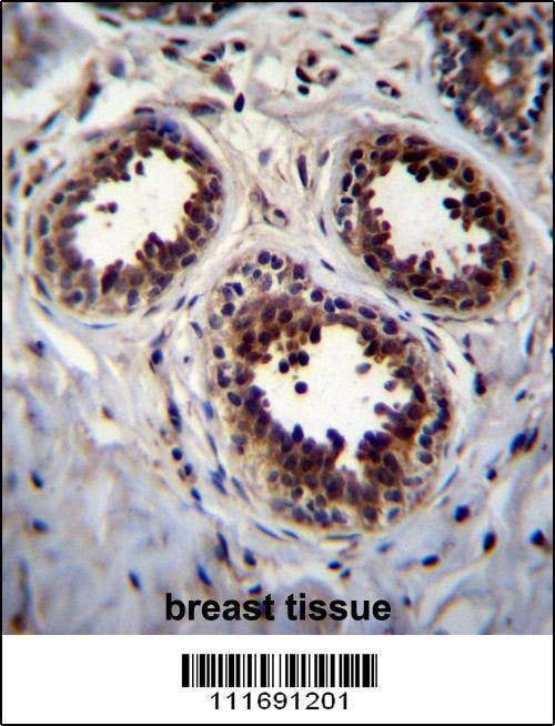 Anti-EIF4EBP1 (Center) Antibody