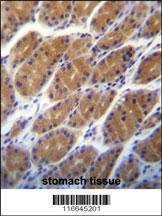 Anti-CLDN2 (C-term Y195) Antibody