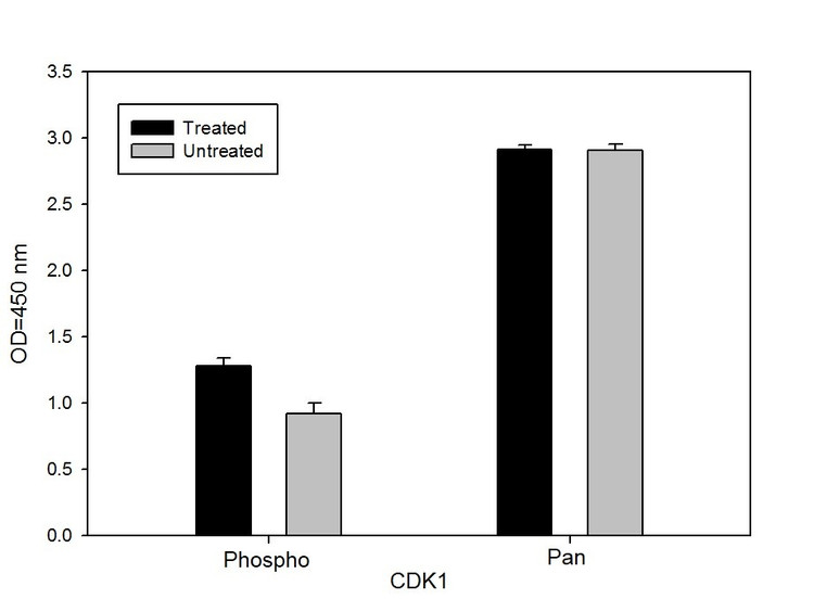 Human/Mouse/Rat Phospho-CDK1 (Y15) Cell-Based ELISA Kit