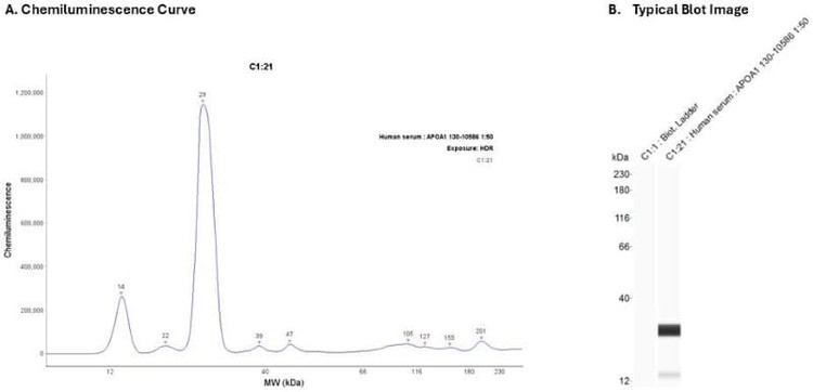 Sample: Human Serum 20X | Secondary Ab: Mouse | Exposure: HDR | Expected MW (kDa): 31