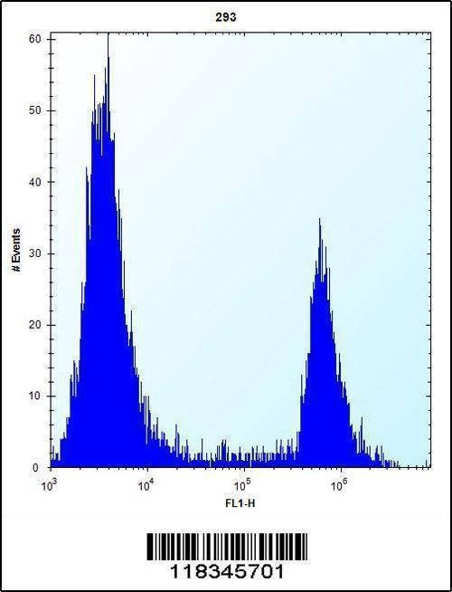 Anti-ANGPTL7 (C-term) Antibody