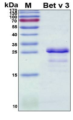 Recombinant Betula Verrucosa Bet v 3 Protein, Antigen Grade