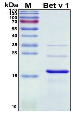 Recombinant Betula Verrucos Bet v 1 Protein