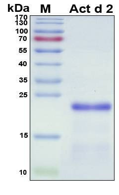 Recombinant Actinidia Deliciosa (Kiwi) Act d 2 Protein, Antigen Grade