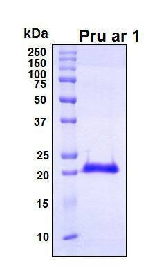 Recombinant Prunus Armeniaca Pru ar 1 Protein