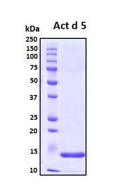 Recombinant Actinidia Deliciosa (Kiwi) Act d 5 Protein