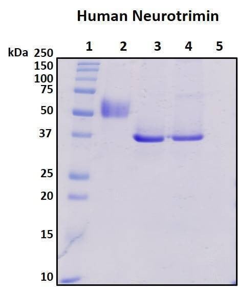 Recombinant Human Neurotrimin Protein, HEK293