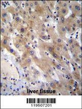 Anti-FGL1 (C-term) Antibody