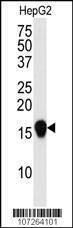 Anti-SUMO4 (V55 Mutant) Antibody