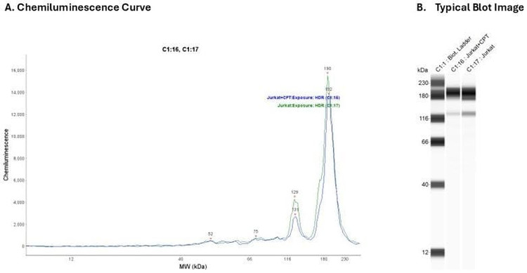 Cell Lysate: Jurkat + CPT | Secondary Ab: Mouse | Exposure: HDR | Expected MW (kDa): 32