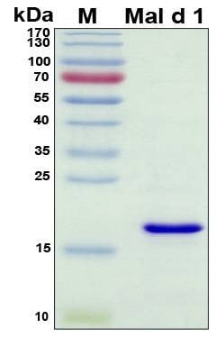 Recombinant Malus domestica Mal d 1 Protein