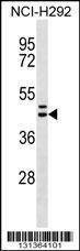 Anti-MLNR (C-term) Antibody