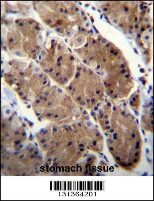 Anti-MLNR (C-term) Antibody