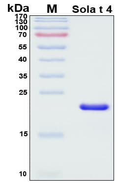 Recombinant Solanum tuberosum Sola t 4 Protein, Antigen Grade
