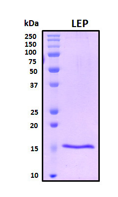 Recombinant Human Leptin Protein