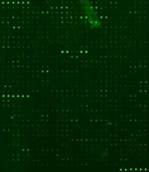 Human Proteome Profiling Array L2000 (Glass Slide)