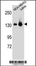 Anti-SF3B3 (C-term) Antibody