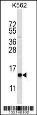 Anti-HIST1H2BL (N-term) Antibody