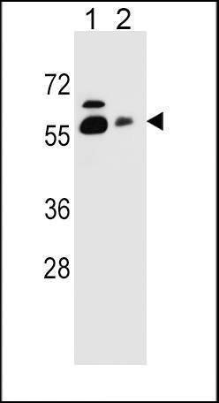 Anti-SLC23A1 (N-term) Antibody