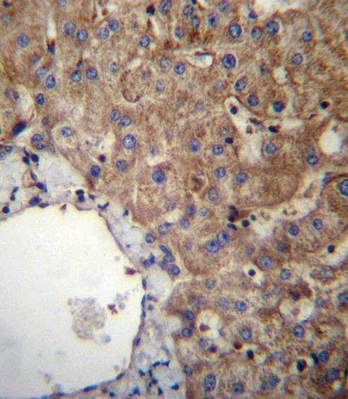 Anti-SLC23A1 (N-term) Antibody