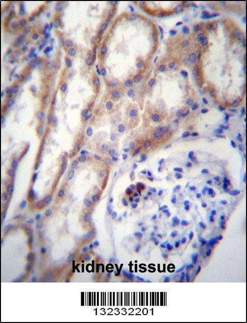 Anti-ZP4 (C-term) Antibody
