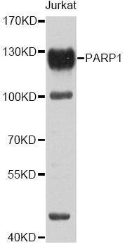 Anti-PARP1 Antibody