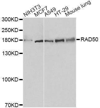Anti-RAD50 Antibody