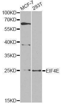 Anti-EIF4E Antibody