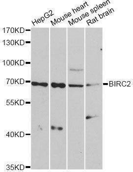 Anti-BIRC2 Antibody