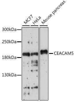 Anti-CEACAM5 Antibody