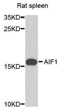 Anti-AIF1 Antibody
