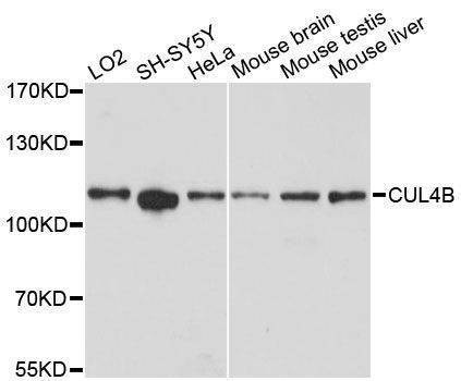 Anti-CUL4B Antibody
