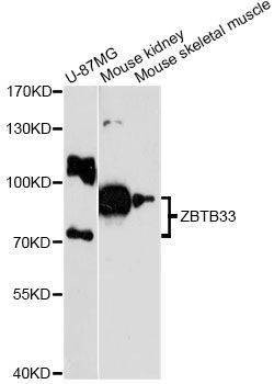 Anti-ZBTB33 Antibody