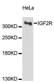 Anti-IGF2R Antibody