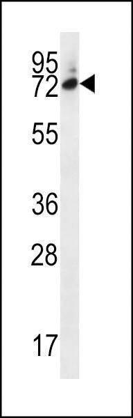 Anti-SIX5 (Center) Antibody