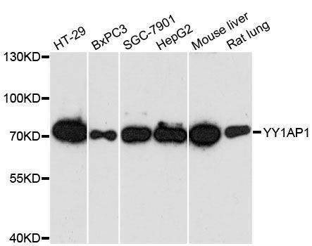 Anti-YY1AP1 Antibody