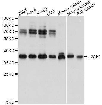 Anti-U2AF1 Antibody