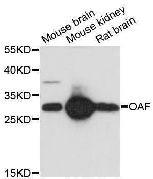 Anti-OAF Antibody