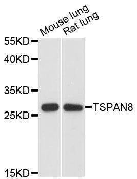 Anti-TSPAN8 Antibody