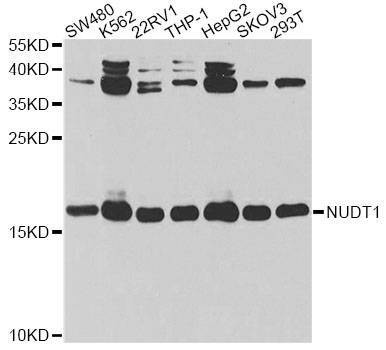 Anti-NUDT1 Antibody