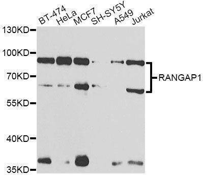 Anti-RANGAP1 Antibody