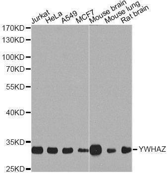 Anti-YWHAZ Antibody