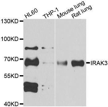 Anti-IRAK3 Antibody