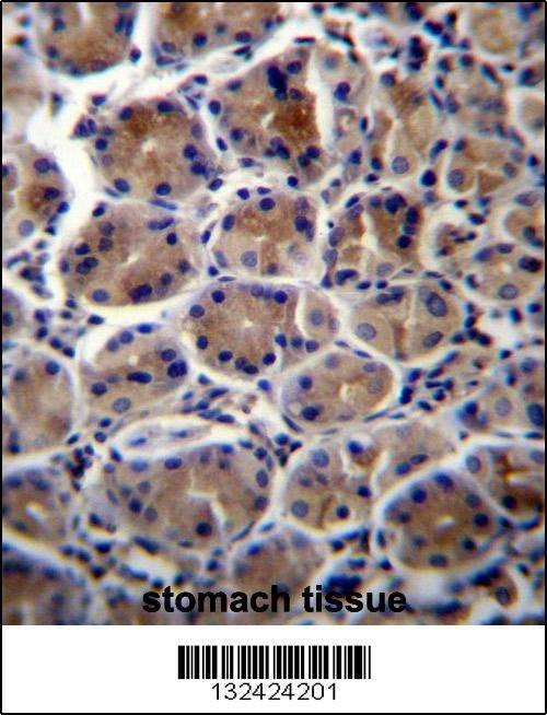 Anti-ATP1B3 (C-term) Antibody