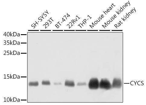 Anti-CYCS Antibody