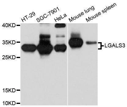 Anti-LGALS3 Antibody