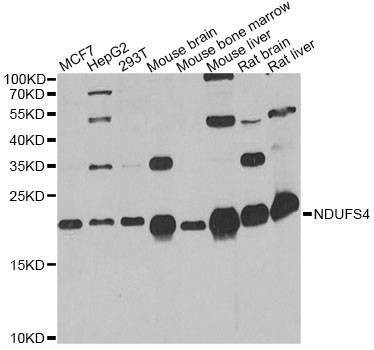 Anti-NDUFS4 Antibody
